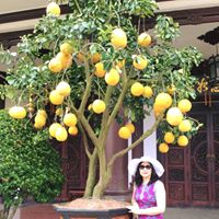 Oanh Pham Photo 5
