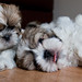Shih Young Photo 3