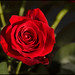 Traci Rose Photo 22