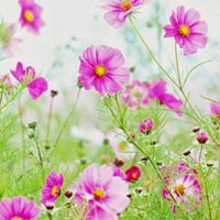 Chinh Pham Photo 17
