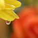 Gail Rose Photo 38