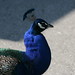 Louis Peacock Photo 21