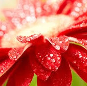 Sushma Singh Photo 17