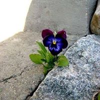 Julie Rawlins Photo 4