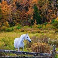 Cheryl Morrison Photo 16