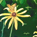 Susan Inglis Photo 31