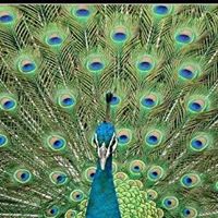 John Peacock Photo 26