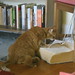 Dinah Bell Photo 8