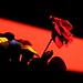 Roby Rose Photo 10