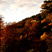 Autumn Simon Photo 10