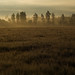Dawn Fields Photo 18