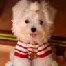 Amy Xu Photo 25