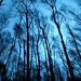 Gail Wood Photo 24