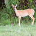 Fawn Morris Photo 16