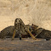 Martin Hunt Photo 39