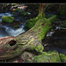Lynn Fall Photo 8