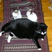 Robin Spaulding Photo 31