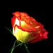 Gail Rose Photo 34