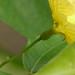 Nan Mu Photo 31