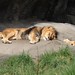 Mark Ferrante Photo 10