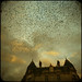 Paul Starling Photo 29