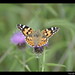 Cynthia Connor Photo 27