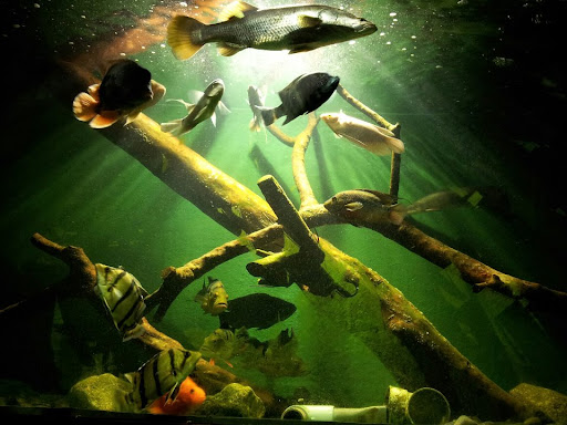Brian Koo Photo 31