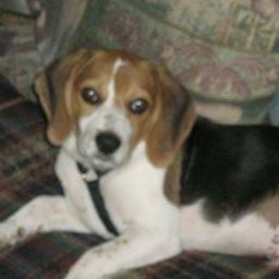 Cheryl Paschal Photo 14