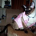 Yao Lin Photo 15