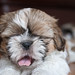Shih Young Photo 4