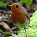 Robin Downs Photo 38