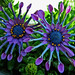 Susan Bliss Photo 35