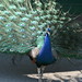 Louis Peacock Photo 20
