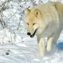 Christine Wolf Photo 30