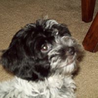 Lori Riddle Photo 17