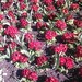 Spring Ross Photo 12