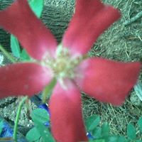 Judy Guthrie Photo 17