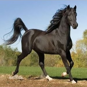 Fu Lin Photo 7