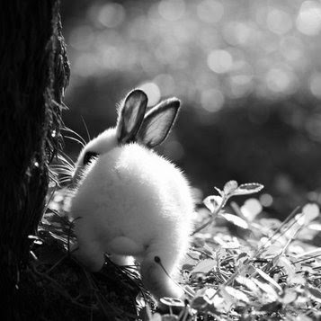Fong Lee Photo 44