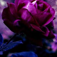 Ruby Flowers Photo 8