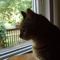 Susan Etheridge Photo 16