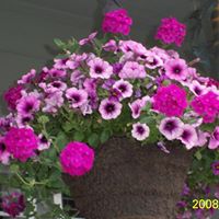 Joyce Knowles Photo 14