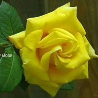 Debbie Calvert Photo 34