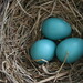 Robbin Brown Photo 35