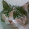 Cindy Foster Photo 25