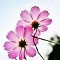 Trung Vuong Photo 16