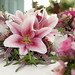 Candace Johnson Photo 47