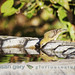 Gary Lesser Photo 22