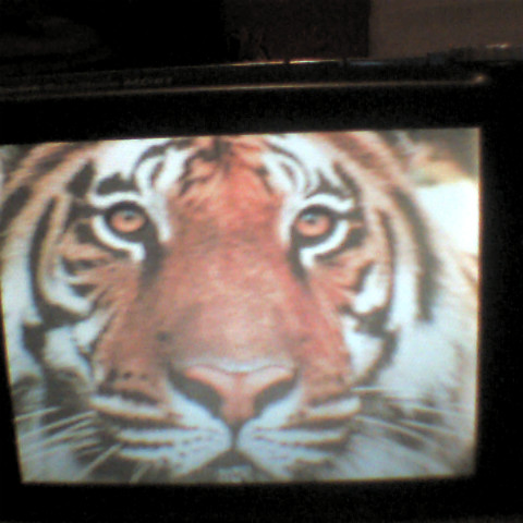 Tracey Jennings Photo 7