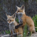 Mark Baird Photo 42